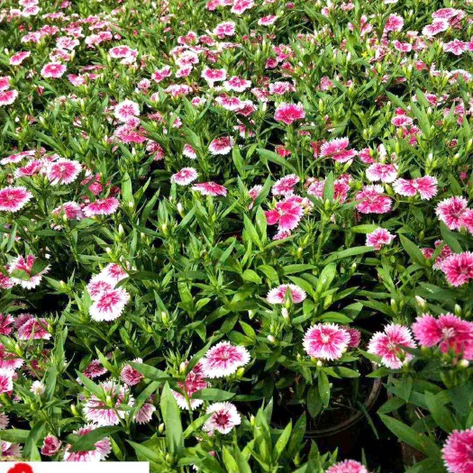 成都欧石竹农户直销 成都石竹花价格 花期长好养易活 量大优惠