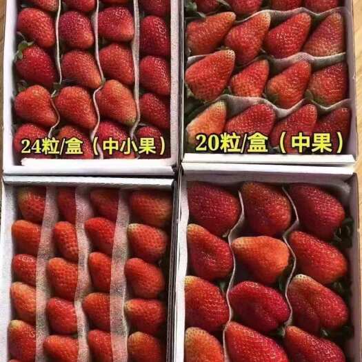 会泽县云南曲靖蒙特瑞草莓市场果单颗20克以下泡沫箱包装产地直发