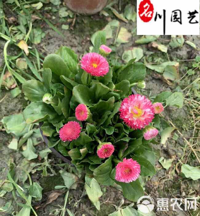 批发双色杯雏菊 耐寒草花 成都时令草花批发 花坛花海点缀