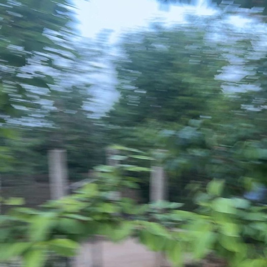 洛阳车厘子/樱桃