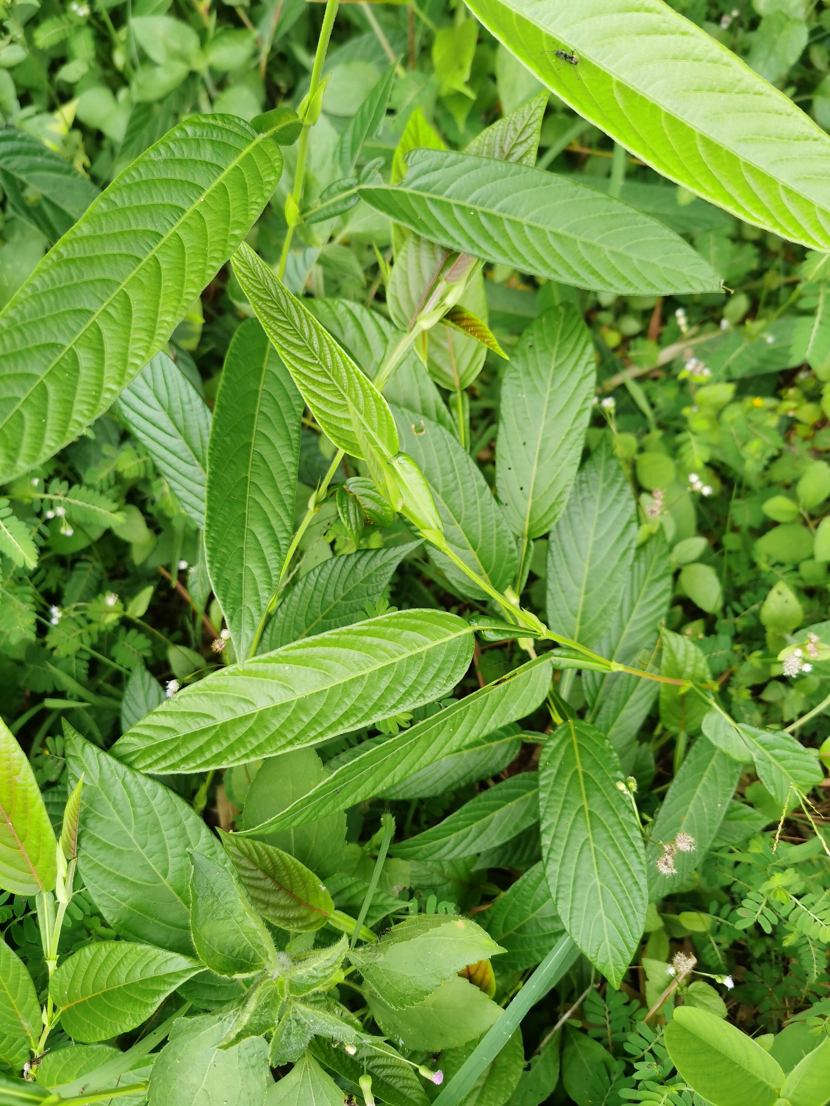 葫芦茶  田刀柄 咸鱼草 狗舌犁葫芦叶根中药材中草药