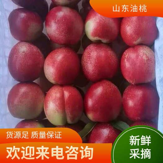 蒙阴县山东中油油桃126油桃 各种规格 支持代发 视频看货
