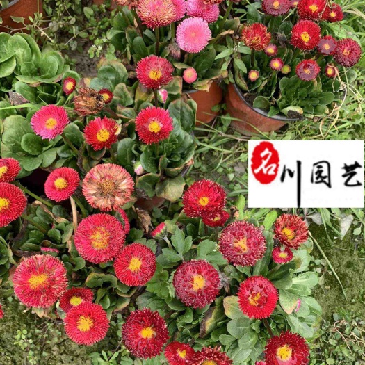 成都批发双色杯雏菊 耐寒草花 成都时令草花批发 花坛花海点缀