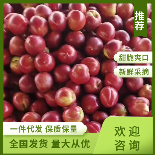 蒙阴县山东优质油桃 大量供应 支持一件代发 量大批发