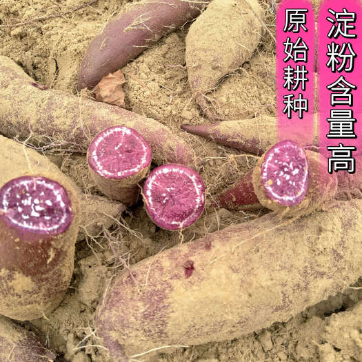 【原始耕种】紫薯红薯 现挖新鲜 健康粉糯香甜 产地直销
