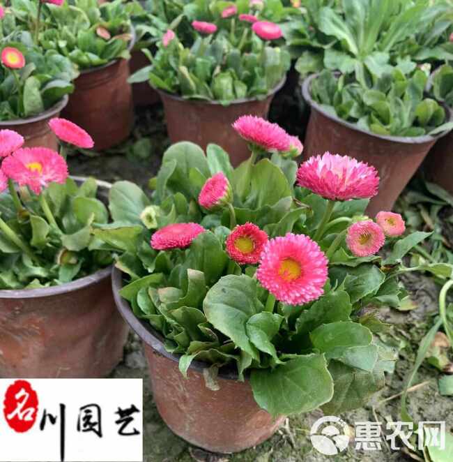 批发双色杯雏菊 耐寒草花 成都时令草花批发 花坛花海点缀