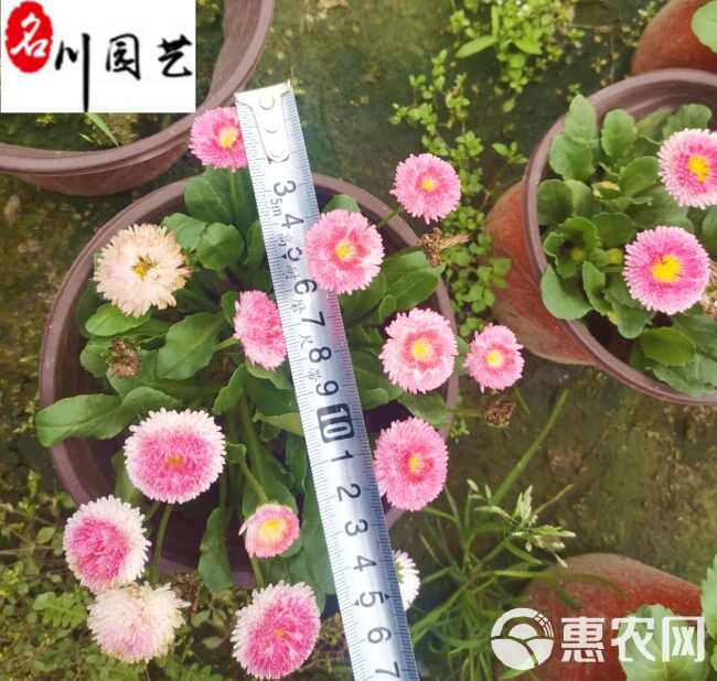 批发双色杯雏菊 耐寒草花 成都时令草花批发 花坛花海点缀