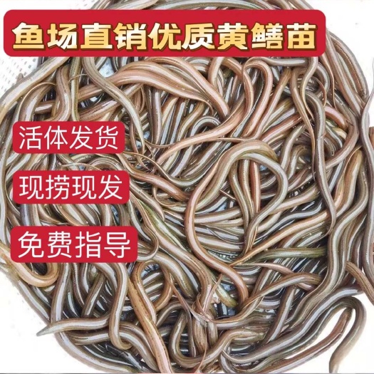 内江正大九号黄鳝苗，无病毒，长势快
