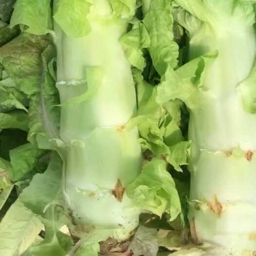 兰州红叶莴笋
