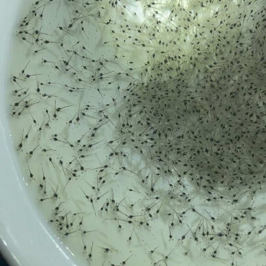 江门对虾苗