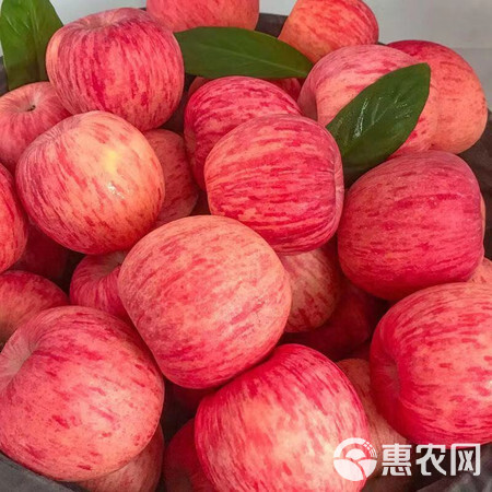 山东大苹果，纸袋产地直供，红星，红将军，红露。红富士苹果