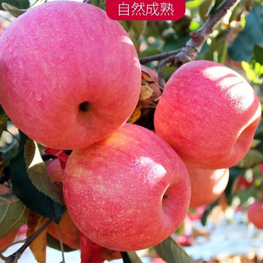 山东大苹果，纸袋产地直供，红星，红将军，红露。红富士苹果