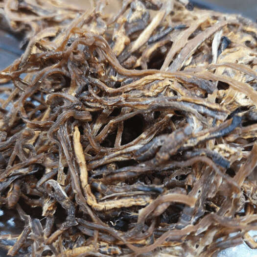 烟台干海参肠
