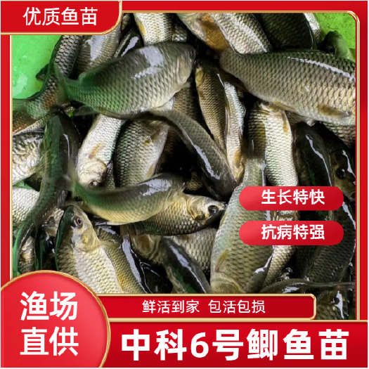 南宁中科6号鲫鱼苗