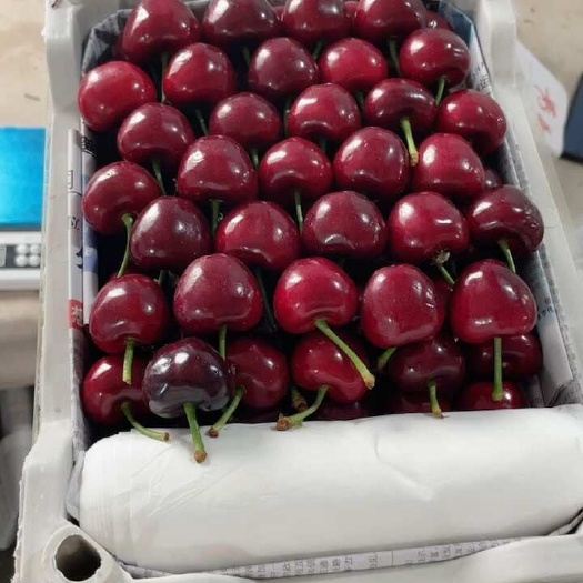 招远市精品特大美早