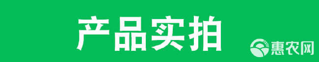 浙江禾本本达隆5%噻螨酮 1000克