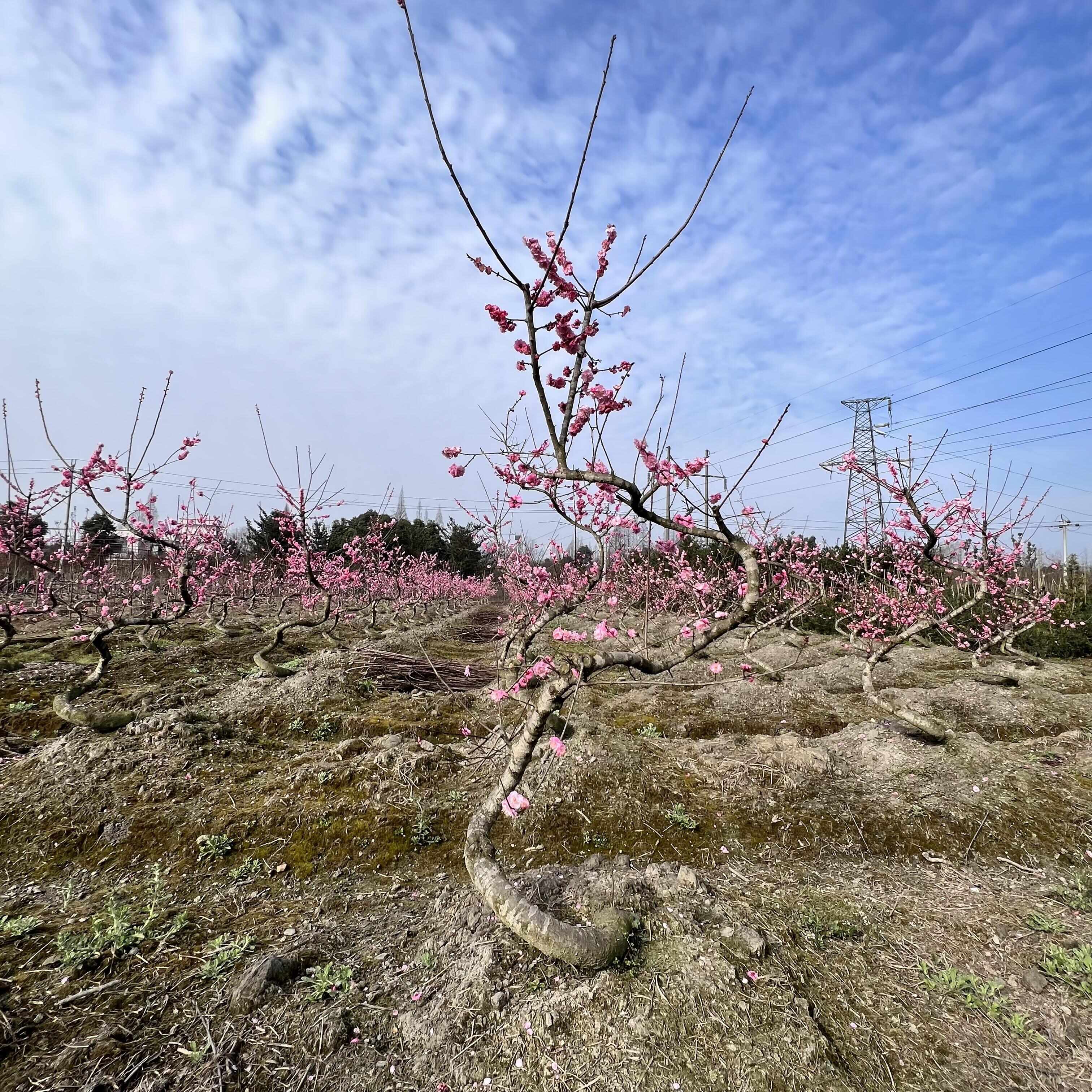 红梅基地直发观点园林直供红梅弯弯造型规格齐全