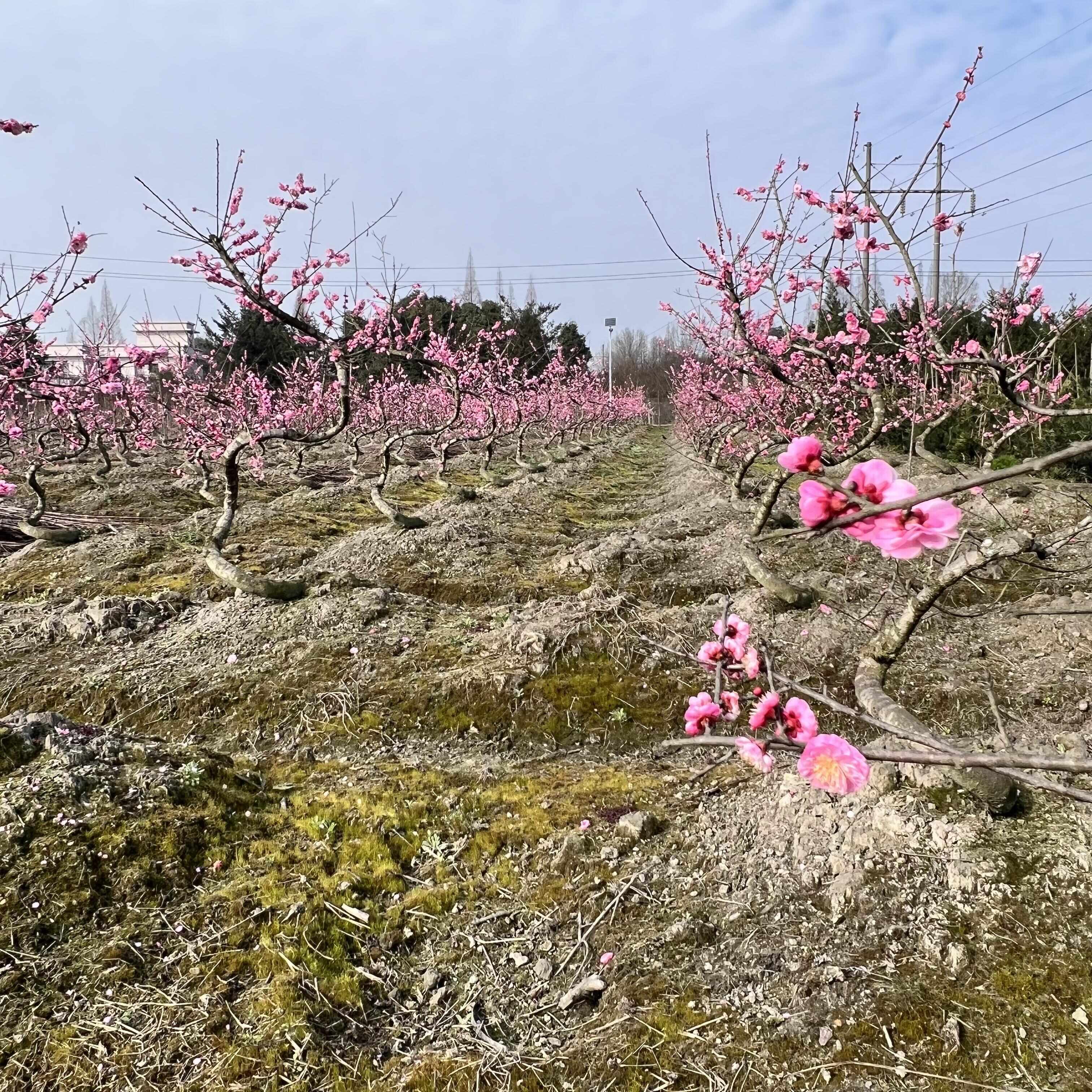 红梅基地直发观点园林直供红梅弯弯造型规格齐全