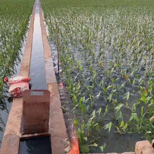 陆良县500亩茨菇基地，自产自销