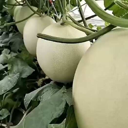 寿光市玉菇甜瓜苗直播苗冰激凌口感果肉细腻糖度高 产量好抗病强