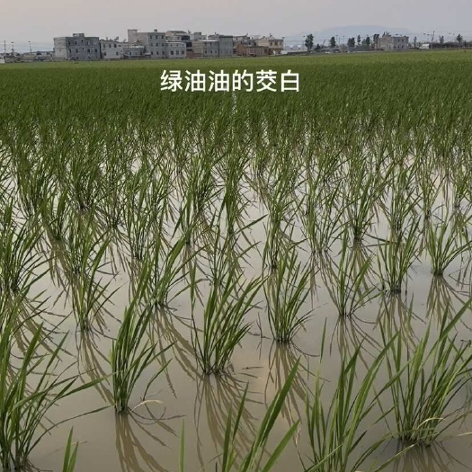 陆良县自家茭白基地，自产自销，单季茭白，美人茭