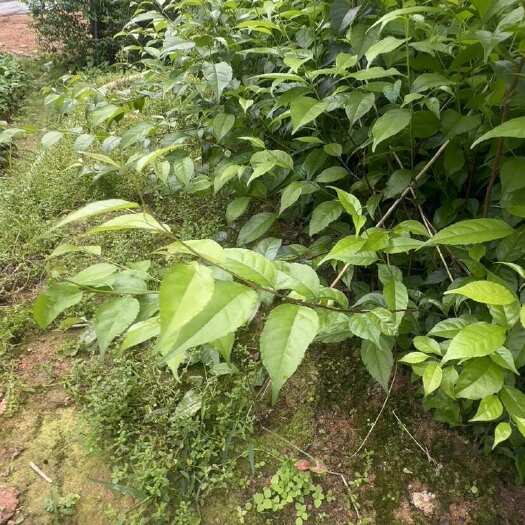 灵山县岗梅苗