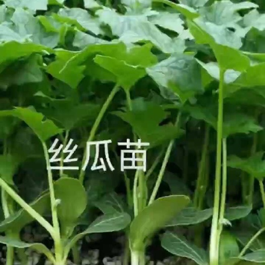 丝瓜苗 长丝瓜改良中绿丝瓜苗 品质保证 常年有苗苗厂直发