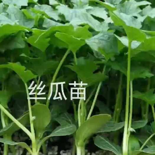 寿光市丝瓜苗 长丝瓜改良中绿丝瓜苗 品质保证 常年有苗苗厂直发