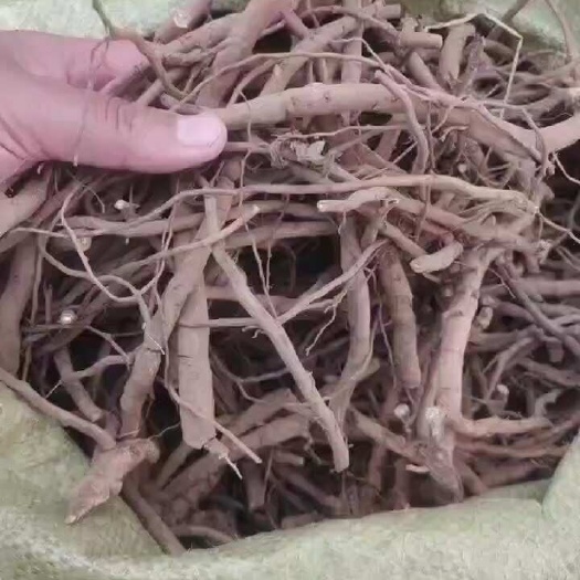  牡丹