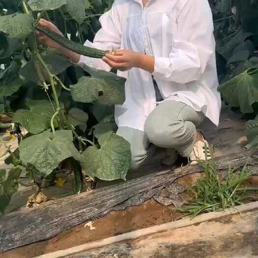 滑县黄瓜每天新鲜采摘，现摘现发