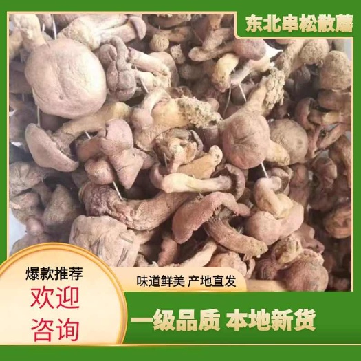串松散蘑，新货二球松散， 精选煲汤肉厚 干蘑菇菌 大量批发