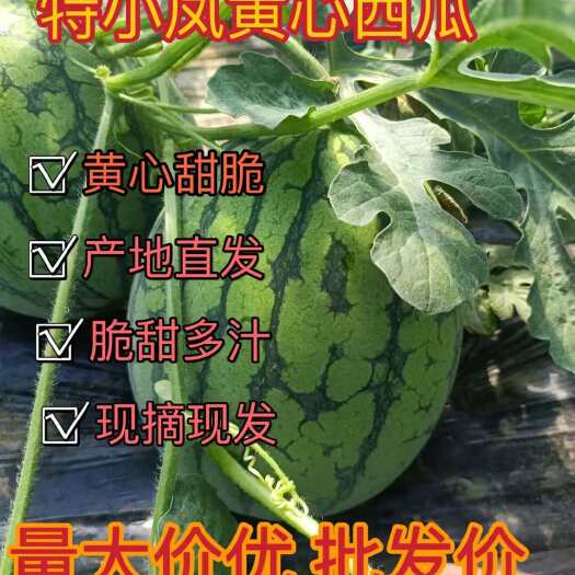 特小凤西瓜 有籽 1茬 8成熟 3-6斤