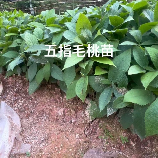 灵山县五指毛桃苗