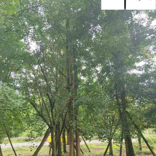 成都丛生银杏树批发 8-20公分丛生银杏价格 种植基地自产自