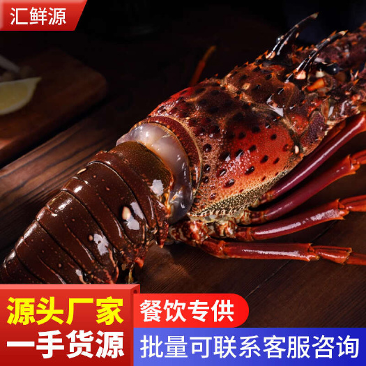 深圳古巴龙虾生冻波龙澳龙带须餐饮摆酒席特大海鲜小蜜蜂龙虾生鲜速冻