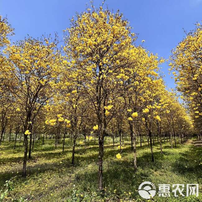 黄花风铃木基地直发观点园林直供黄花风铃木规格齐全