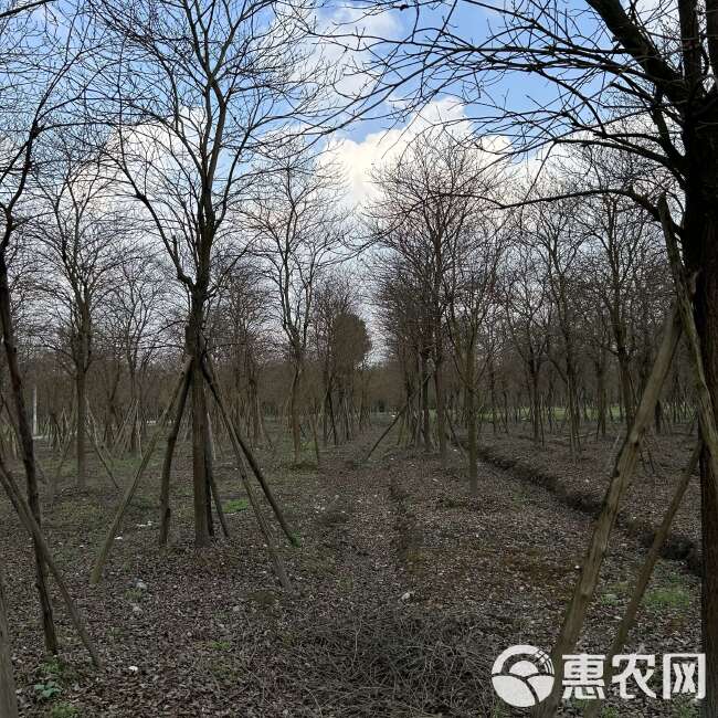 黄花风铃木基地直发观点园林直供黄花风铃木规格齐全