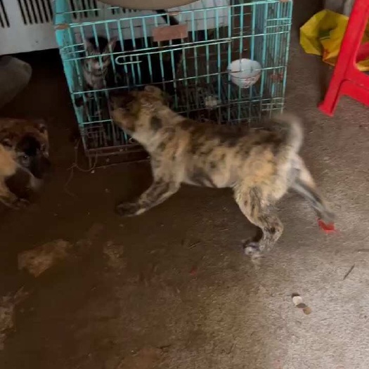  狗