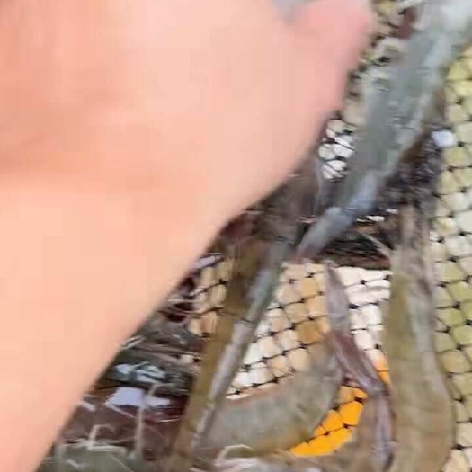 启东市南美白对虾