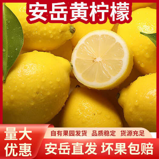 安岳县安岳柠檬一级尤力克黄柠檬 果园自销 奶茶店 超市 电商批发