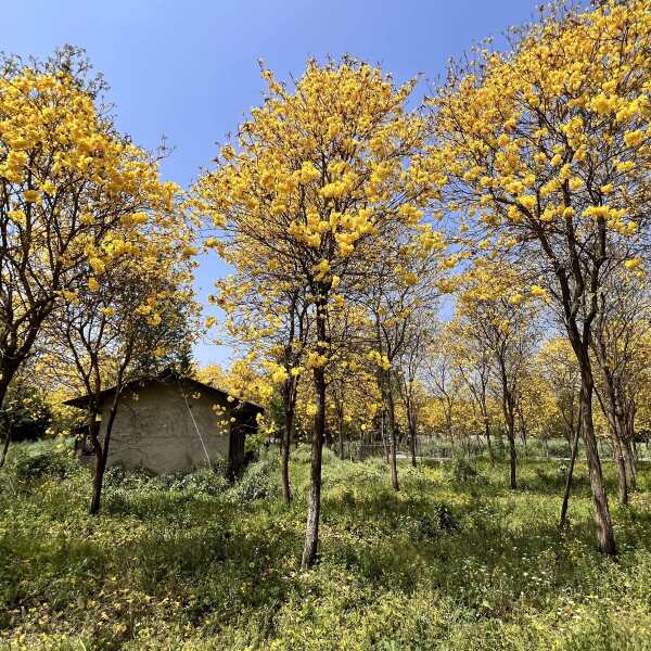 黄花风铃木基地直发观点园林直供黄花风铃木规格齐全