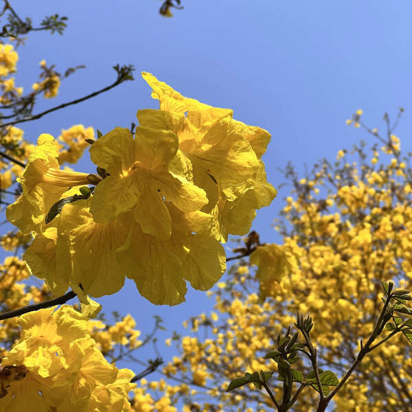 黄花风铃木基地直发观点园林直供黄花风铃木规格齐全