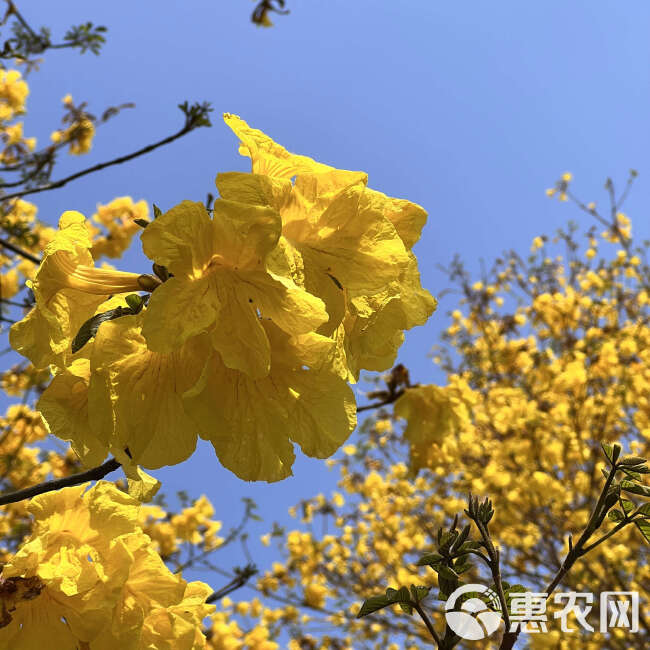 黄花风铃木基地直发观点园林直供黄花风铃木规格齐全