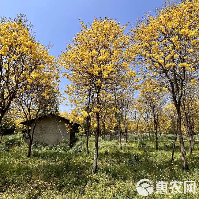 黄花风铃木基地直发观点园林直供黄花风铃木规格齐全