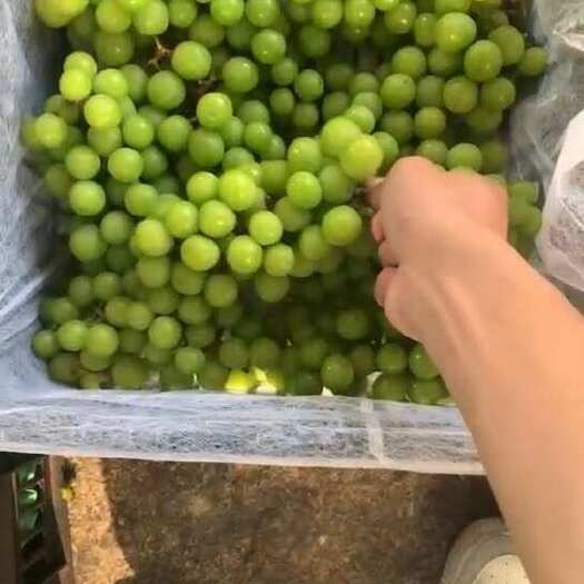 建水县阳光玫瑰