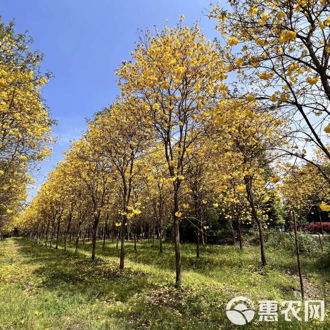 黄花风铃木基地直发观点园林直供黄花风铃木规格齐全