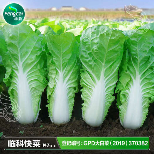 绵阳临科快菜杂交一代种 白菜种子 株高31厘米左右 净菜率77%