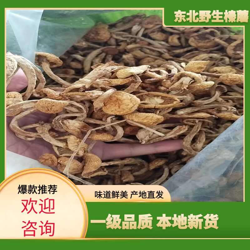 东北野生榛蘑，野生蘑菇特干货级， 特产榛蘑农户采摘2024
