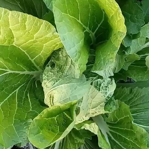 黄心大白菜