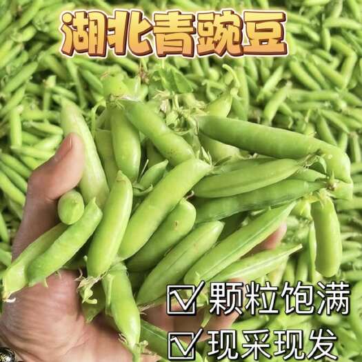 襄樊【湖北青碗豆】大量上市 颗粒饱满 质好价廉 产地现采现发。
